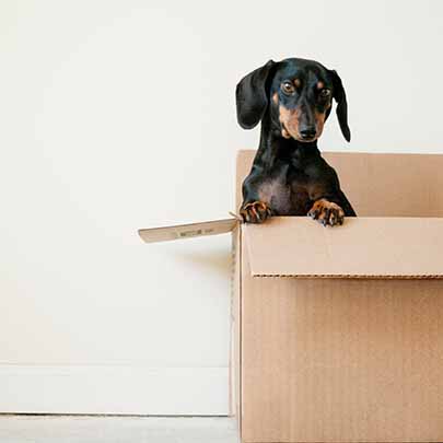 Removals London represented by a dog peeking out of a box